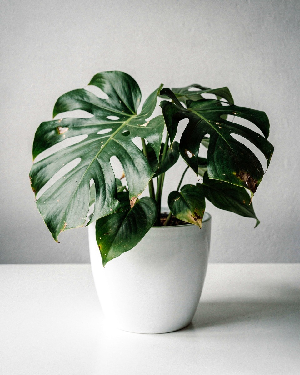 Monstera Deliciosa